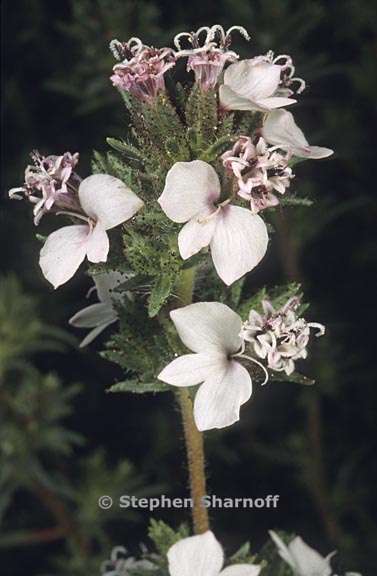 calycadenia multiglandulosa 1 graphic